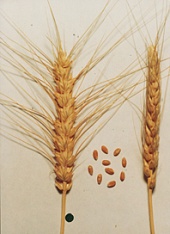 Сорт озимой пшеницы Волжская К