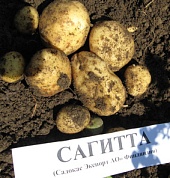 Новые сорта зерновых культур и картофеля
