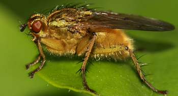 Многоядная муха-горбатка