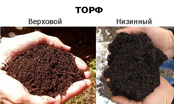 Что такое торф и для чего он нужен