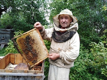 Удмуртские пчеловоды получат компенсацию за погибших пчел
