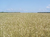 Сорт озимой пшеницы Волжская 100