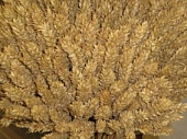 Наиболее пластичные сорта озимой пшеницы, допущенные к использованию в Российской Федерации в 2013 году