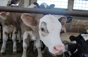 В Пензенской области отмечен рост продукции животноводства