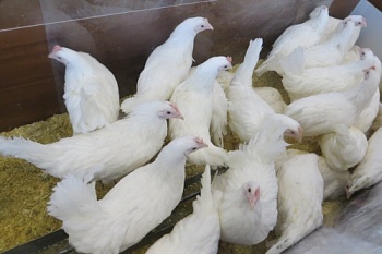 ЗАО СК «РСХБ-Страхование» запускает специализированную программу страхования поголовья птицы