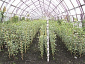 Оптимизация схемы посадки саженцев в плодовом питомнике