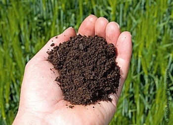 Как определить гранулометрический состав почв в полевых условиях?
