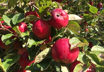 Шесть причин почему на яблоне засыхают листья