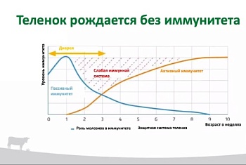 Телята должны быть счастливыми