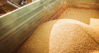 Максимально допустимый уровень вредителей запасов зерна
