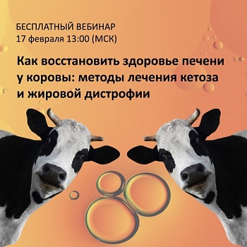 Бесплатный вебинар на тему: «Как восстановить здоровье печени у коровы: методы лечения кетоза и жировой дистрофии»