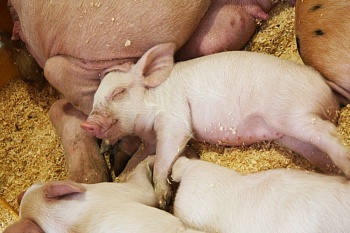 Канада: поголовье свиней снизилось, налог на выбросы углекислого газа поднимется