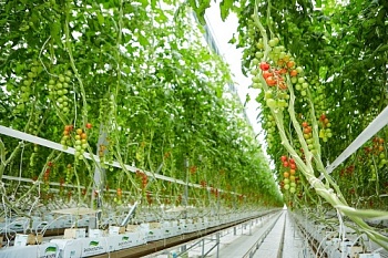 Аккредитивы Россельхозбанка помогают АПХ «ЭКО-культура» развивать производство