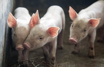 Африканская чума свиней в Украине: вызов принят