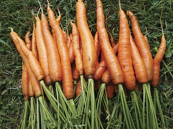 Морковь: тренды и перспективы