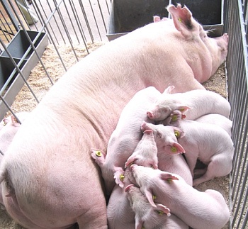 Витацид – резерв увеличения продуктивности свиноматок