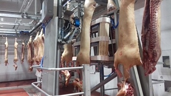 Курский мясоперерабатывающий завод готовится к запуску линии обвалки голов!