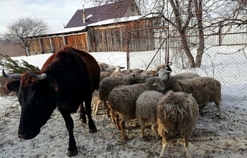 За фермерскими деликатесами...