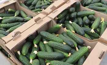 Цены на плодоовощную продукцию с начала января в среднем выросли на 3,1%