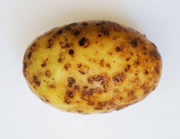 Факторы успешного хранения картофеля