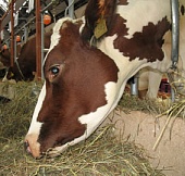 Использование жиров в кормлении высокопродуктивных коров