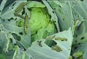 Биологическая защита капусты и картофеля от вредителей