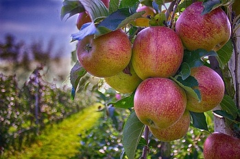 Выставка Potato Horti Agritech расширяет экспозицию