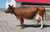 Выведен новый тип «Карельский» айрширской породы скота