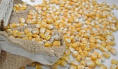 Кукуруза и микотоксины