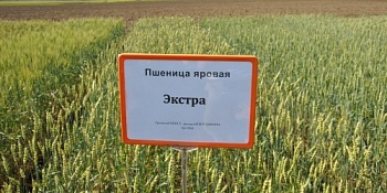 Сорт «Экстра» дал рекордный урожай