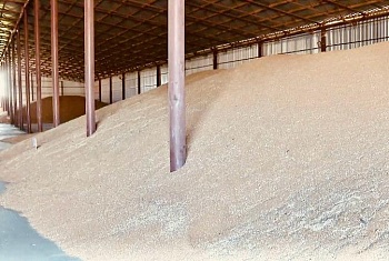 Правильное хранение зерна повысит рентабельность урожая