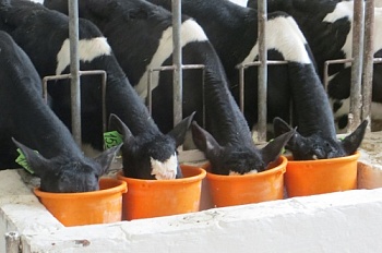 Метилирующие агенты для здоровья высокопродуктивных коров