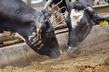 В Удмуртии поголовье дойных коров увеличилось более чем на 1 тыс. голов