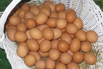 Пензенская область занимает первое место в ПФО по приросту производства яиц