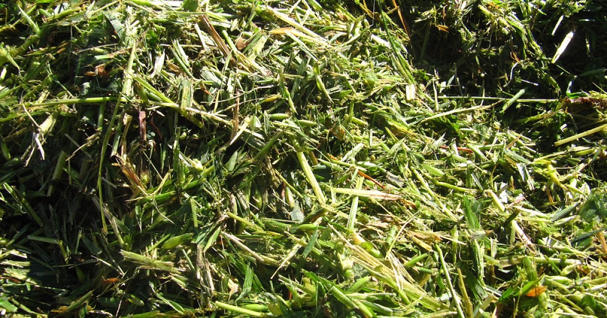 Сочный корм который получают из травы. Сенаж люцерновый. Силос и сенаж. Силос разнотравный. Сено силос сенаж.