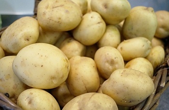 Уральские ученые начинают промышленное семеноводство овощей и картофеля