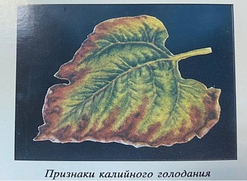Как определить недостаток калийного питания растений