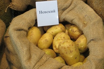 Картофелеводы соберутся в Чебоксарах