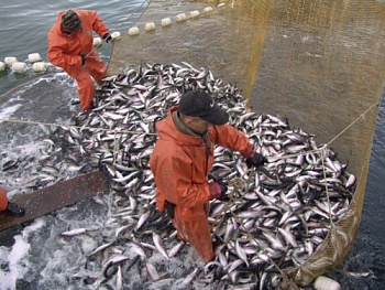 К концу апреля российскими рыбаками добыто более 1 млн 700 тыс. тонн