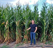 Как кукуруза удваивает рентабельность