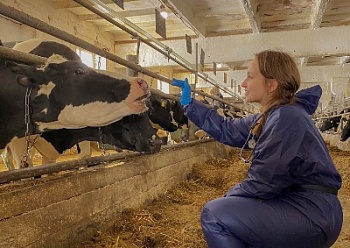Фермеров обучают ветеринарной гинекологии и акушерству