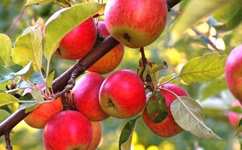 Ассоциация «Теплицы России» поддержала запрет на импорт фруктов из Китая