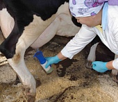 Исследование влияния обработки вымени на микробиологическую безопасность молока