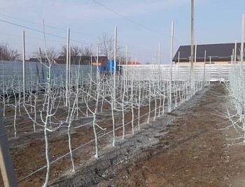 «Сады под ключ» готовятся к будущему урожаю