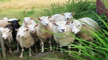 Тысячи финнов захотели поработать пастухами в заповедных зонах