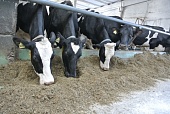 Клостридиоз у молочных коров: есть решение!