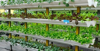 Что надо знать о сити-фермах и их продукции  