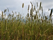 О роли послеуборочной подработки семян трав