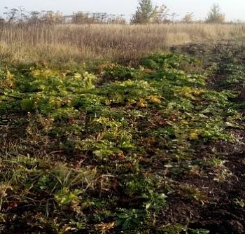 В Татарстане борются с борщевиком Сосновского