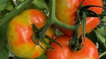 Как спасти урожай томатов от губительного вируса